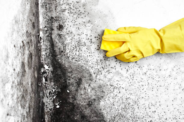 Best Certified Mold Removal  in Rawls Springs, MS