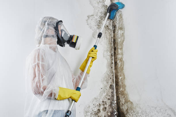 Best Same-Day Mold Removal  in Rawls Springs, MS