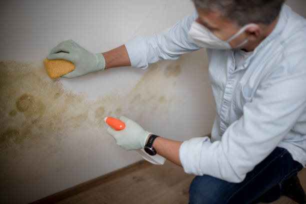 Trusted Rawls Springs, MS Mold Removal Experts