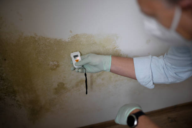 Best Mold Remediation  in Rawls Springs, MS