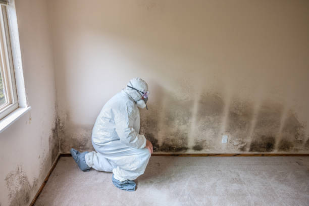 Best Professional Mold Removal  in Rawls Springs, MS