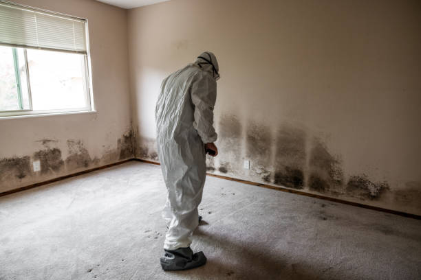 Best Best Mold Removal Companies  in Rawls Springs, MS