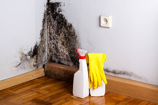 Best Certified Mold Removal  in Rawls Springs, MS