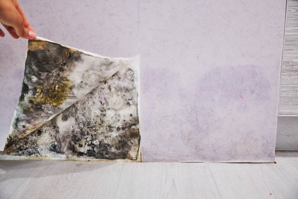 Best Residential Mold Removal  in Rawls Springs, MS